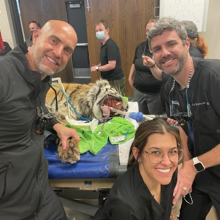 Dentists posing with a tiger receiving dental treatment
