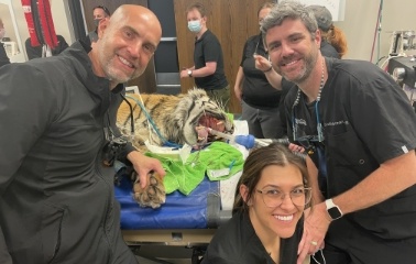 Doctor Holman giving dental treatment to a tiger