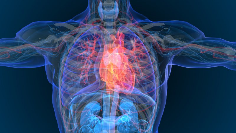 3-D diagram of a heart